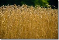 UK-wheat
