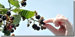 blackberries-432385694