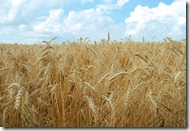wheat-field2